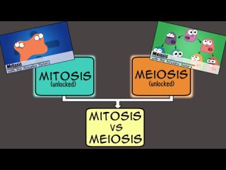 comparison of mitosis and meiosis (amoeba sisters translation)