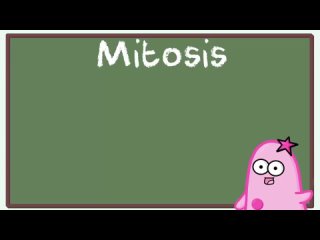 mitosis