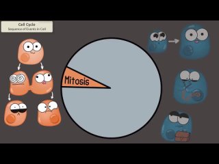 the cell cycle