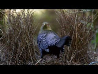 bird seduction techniques - life story - bbc