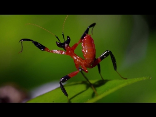 kung fu mantis vs jumping spider. life story