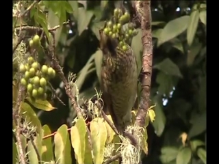 regent bowerbird - bird watching in australia with ej-birdwatching