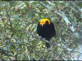 regent bowerbird 5