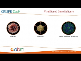 2) crispr cas9 - methods and tools