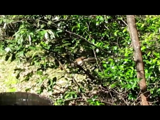 regent bowerbird - female