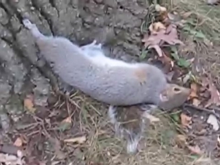 drunken squirrel