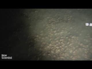 mysterious swarm of crabs filmed off the coast of panama