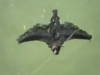 a bat swims