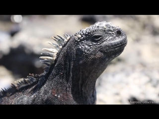 sneezing gal pagos marine iguanas