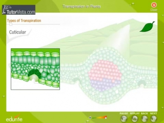 transpiration in plants