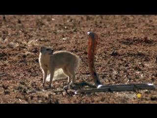 mongoose vs. cobra