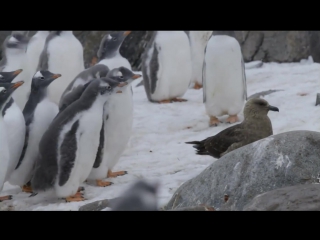 penguin chicks fend off predator