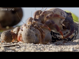 hermit crab housing chain - life story  episode 3 preview - bbc one