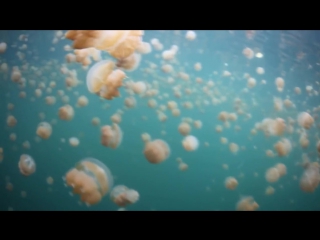 jellyfish lake in palau.