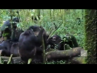 gang of chimps torture and kill a lone chimp