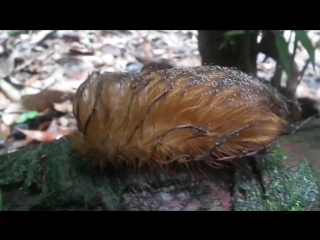 orange caterpillar (from manu national park, peru)