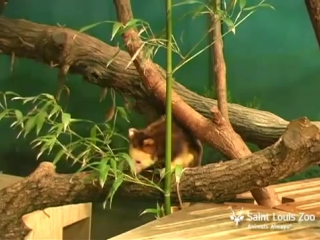 tree kangaroos