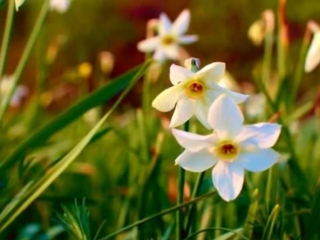 valley of narcissuses