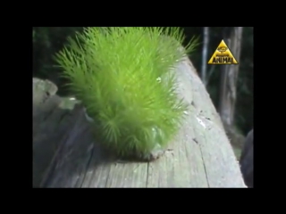 lonomia caterpillar