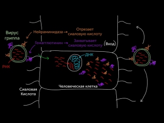 influenza virus attack