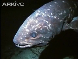 coelacanth (latimeria chalumnae) swimming in a deep submarine canyon