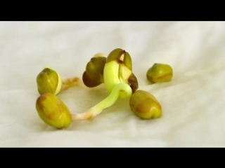 [time-lapse] mung bean germination