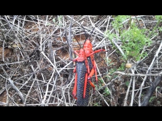 rarely seen toxic locusts during courtship - aposematic warning colours in insects