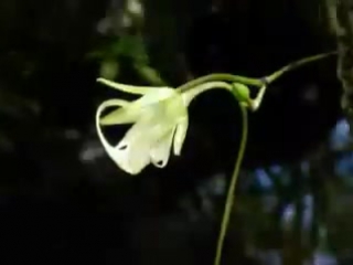 ghost orchid sequence