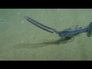 stunning siphonophore - nautilus live