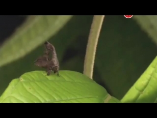 mini monsters of the amazon