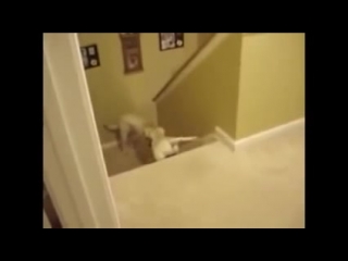 dog teaches to go down stairs