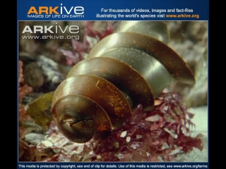 california horn shark egg case