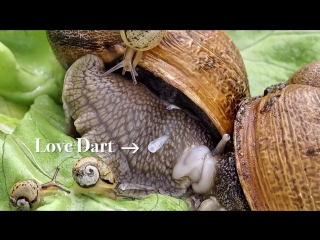 true facts about the land snail