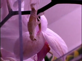 the molting of the orchid praying mantis