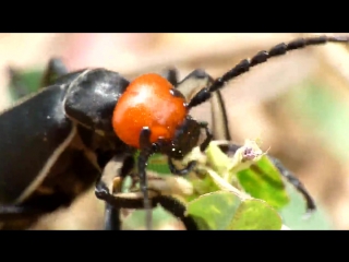 epicauta mainlandheimi