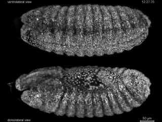 fruitfly drosophila: complete embryonic development at high resolution