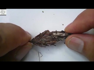 evergreen bagworm - thyridopteryx ephemeraeformis