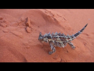 thorny devil met in p nocturnal australia in polish moloch the terrible;)