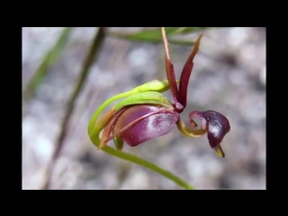 what the quack australia’s amazing flying duck orchid